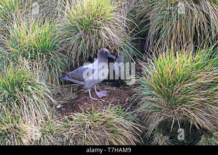 Licht-mantled Albatross (Phoebetria palpebrata) auf Kolonie im Süden von Georgia. Auch als der grau-mantled Albatross oder das Licht-mantled so bekannt Stockfoto