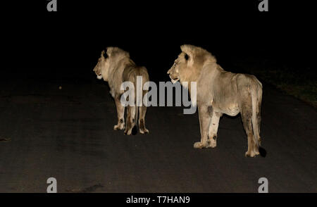 Zwei junge männliche Löwen (Panthera leo) im Krüger Nationalpark in Südafrika. Auf der Straße in der Nacht. Stockfoto