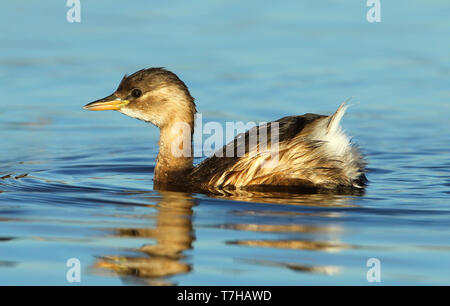 Zwergtaucher (Tachybaptus ruficollis) überwintern in Hyères, Frankreich. Stockfoto