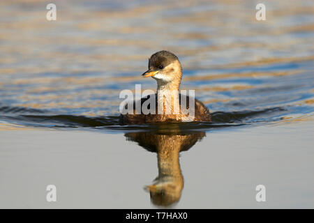 Zwergtaucher, Tachybaptus ruficollis Stockfoto