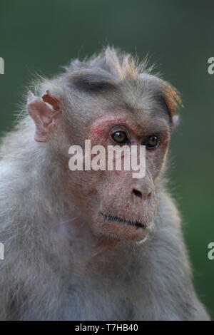 Motorhaube oder Zati Makaken (Macaca radiata), ein Macaque Arten endemisch in Südindien. In Chinnar Wildlife Sanctuary in der Western Ghats fotografiert. Stockfoto