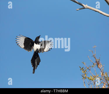 Eurasian Magpie (Pica Pica) im Flug in Bulgarien. Fliegen nach oben in Richtung der Barsch, eine Zweigniederlassung, die in einem Baum. Stockfoto