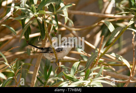 Erste winter männlich Maskierte Shrike (Lanius nubicus) im Herbst Migration in Ägypten Stockfoto