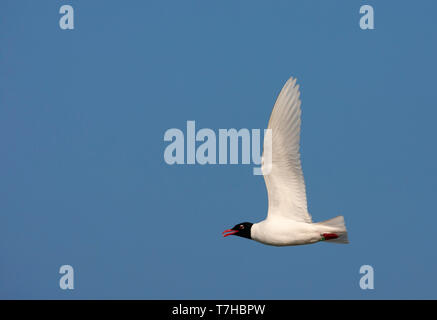 Nach Mittelmeer Möwe (Ichthyaetus melanocephalus) in Zucht Gefieder nördlich von Amsterdam in den Niederlanden. Aufruf während des Fluges in der Nähe der Kolonie. Stockfoto