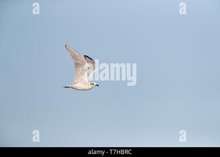 Mediterrane Möwe (Ichthyaetus melanocephalus) fliegen vorbei an der Küste im Ebrodelta in Spanien. Stockfoto