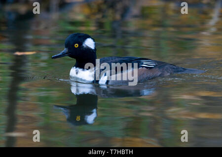 Seitenansicht eines männlichen Hooded Merganser (Lophodytes cucullatus) in Eclipse Gefieder schwimmen. Finnland Stockfoto