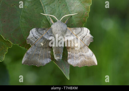 Pappel hawk Moth (Laothoe populi) eines Erwachsenen Motten auf Pappel (Popuus) Blatt, Devon, Mai Stockfoto