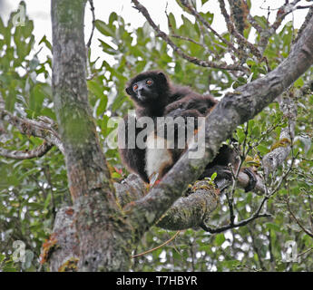 Die gefährdeten Milne-Edwards sifaka (Propithecus Edwardsi) oder Milne-Edwards der simpona ist eine große arboreal, tagaktive Lemuren endemisch auf der östlichen coasta Stockfoto