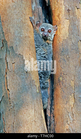 Sportliche Milne-Edwards 'Lemur (Lepilemur edwardsi), auch als wiesel Milne-Edwards 'Lemur, in ihren natürlichen Lebensraum auf Madagaskar bekannt. Stockfoto