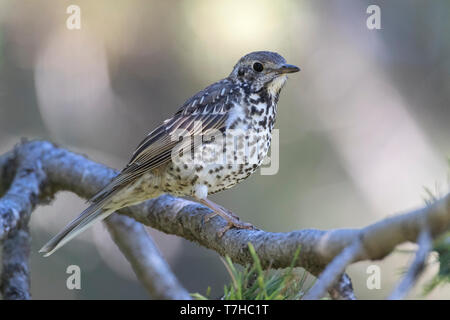 Juvenile (Turdus viscivorus Mistle Thrush) in einer Kiefer während ein Sommertag in Spanien thront. Stockfoto