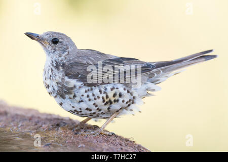 Abgenutzte nach Mistle Thrush (Turdus viscivorus) Alkoholkonsum während eines heissen Sommertag in Spanien. Stockfoto