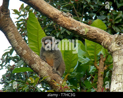 Kritisch bedrohte Mongoose lemur (Eulemur mongoz) in seinem natürlichen Lebensraum auf Madagaskar. Stockfoto