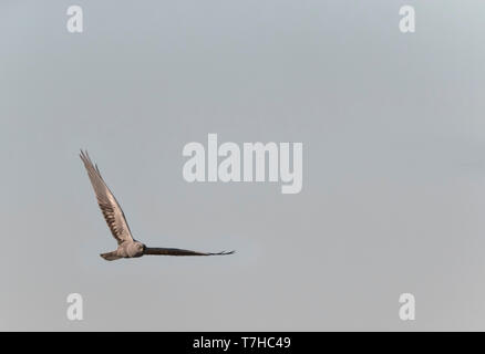 Dunkle Phase der männlichen Montagu Harrier (Circus pygargus) Fliegen über Felder an Lagunas de Villafáfila Naturschutzgebiet, Zamora, Kastilien und León, Spanien. Stockfoto