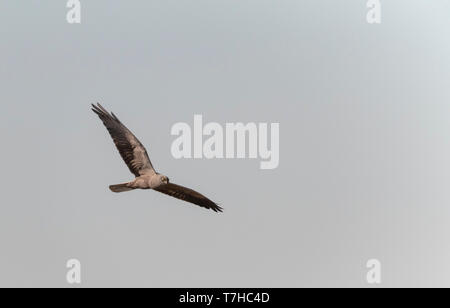 Dunkle Phase der männlichen Montagu Harrier (Circus pygargus) Fliegen über Felder an Lagunas de Villafáfila Naturschutzgebiet, Zamora, Kastilien und León, Spanien. Stockfoto