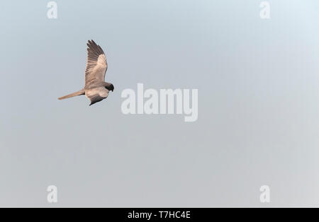 Dunkle Phase der männlichen Montagu Harrier (Circus pygargus) Fliegen über Felder an Lagunas de Villafáfila Naturschutzgebiet, Zamora, Kastilien und León, Spanien. Stockfoto