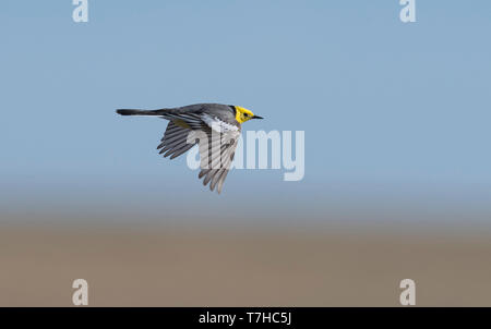 Seitenansicht eines erwachsenen männlichen Citrin Bachstelze (Motacilla citreola) im Flug. Mongolei Stockfoto