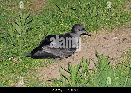 Short-tailed Shearwater (Ardenna Tenuirostris) während der Nacht an seinem Graben. Wie formaly Puffinus tenuirostris bekannt Stockfoto