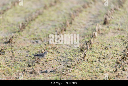 Sibirische Buff-bellied Pieper (Anthus rubescens japonicus) während des späten Winters in ländlichen landwirtschaftlichen Bereich in Japan. Stockfoto