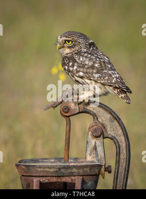 Steinkauz Athene noctua Stockfoto