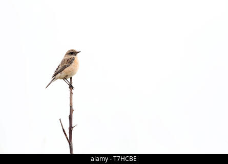 Im ersten Winter männlich Sibirisches Schwarzkehlchen (Saxicola maurus) in den Dünen am östlichen Ende des niederländischen Wattenmeer Insel Vlieland. Stockfoto