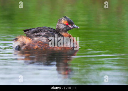 Nach slawonische Haubentaucher (Podiceps auritus) Schwimmen im Isländischen See. Stockfoto