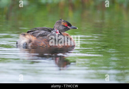 Nach slawonische Haubentaucher (Podiceps auritus) Schwimmen mit Küken in einer isländischen See. Stockfoto