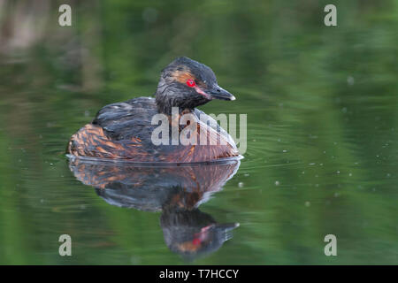 Nach slawonische Haubentaucher (Podiceps auritus) Schwimmen im Isländischen See. Stockfoto