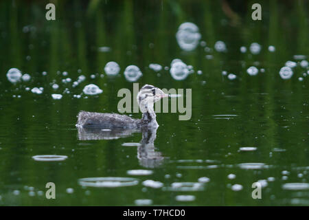 Juvenile slawonische Haubentaucher (Podiceps auritus) Schwimmen in einer isländischen See. Stockfoto