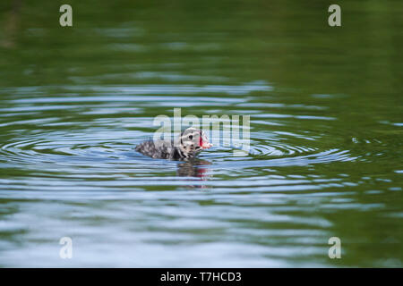 Juvenile slawonische Haubentaucher (Podiceps auritus) Schwimmen in einer isländischen See. Stockfoto