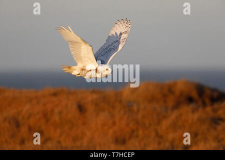 Schnee-eule (Bubo scandiacus) Fliegen über Tundra von Barrow, Alaska, United States. Stockfoto