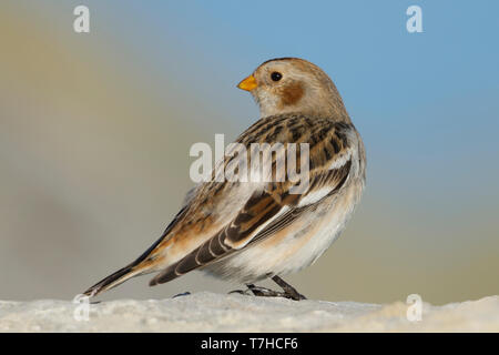 Erwachsene männliche Schneeammer (Plectrophenax nivalis ssp. nivalis) im Winter Gefieder auf einem Felsen in Österreich stehen. Stockfoto