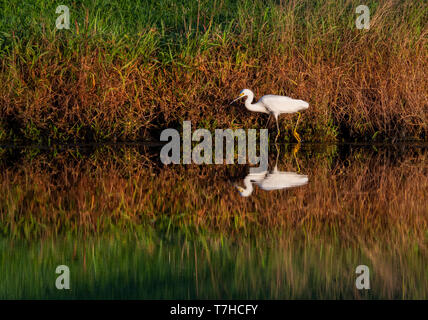 Snowy Egret (Egretta thula) in den frühen Morgenstunden Stockfoto