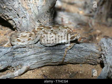 Sochurek's sah - skalierte Viper (Echis Carinatus sochureki) Flossen, Oman. Stockfoto