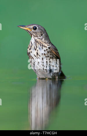 Nach Song Trush (Turdus philomelos) stehen in grün gefärbten Wasser in Ungarn. Stockfoto