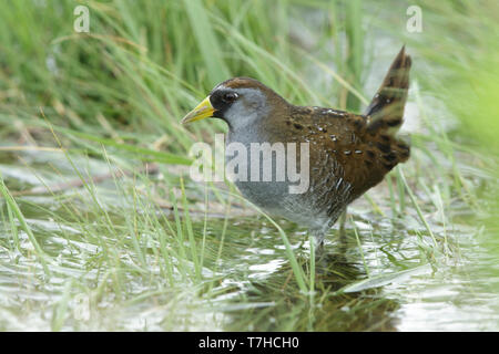 Nach Sora (porzana Carolina) zu Fuß in einem Sumpf in Texas. Stockfoto