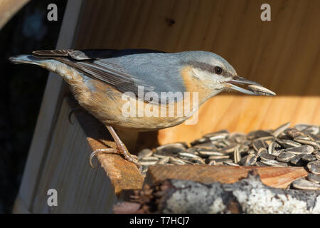 Eurasischen Kleiber (Sitta europaea cisalpina), sde Ansicht eines männlichen Erwachsenen Fütterung auf Sonnenblumenkerne an birdfeeder Stockfoto