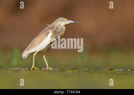 Squacco Heron (Ardeola ralloides), Unreife, stehend auf einem schwimmenden Zuckerrohr in einem Sumpf Stockfoto