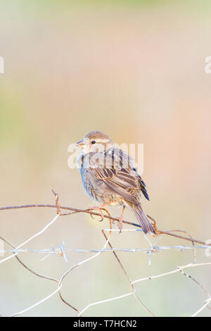 Weiblich Spanisch Sparrow (Passer hispaniolensis) auf der Insel Lesbos (Griechenland). Auf einer französischen thront. Stockfoto