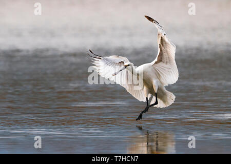 Unreife Löffler (Platalea leucorodia) Landung. Stockfoto