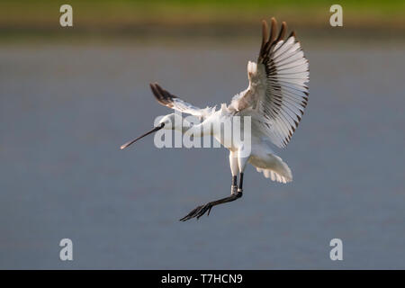 Unreife Löffler (Platalea leucorodia) Landung in einem See Italiens. Stockfoto