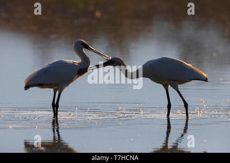 Zwei Eurasischer Löffler (Platalea leucorodia) einander Putzende in See Italiens mit Hintergrundbeleuchtung. Stockfoto