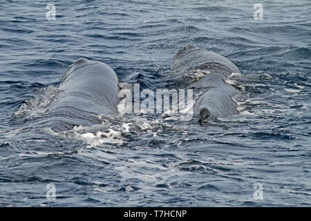 Pottwal (Physeter Macrocephalus) Stockfoto