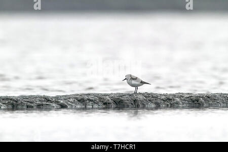 Löffel-billed Sandpiper (Eurynorhynchus pygmeus) überwintern in Thailand. Eine besonders gefährdete Wader aus Asien. Stockfoto