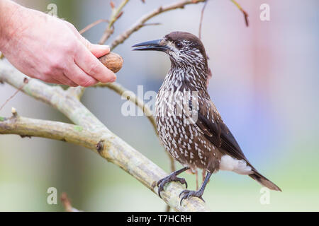 Sehr zahm (Nucifraga caryocatactes beschmutzt Nussknacker macrorhynchos) im städtischen Bereich in Wageningen in den Niederlanden. Erhalten einer Walnuss gespeist durch eine birdwat Stockfoto