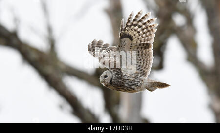 Seitenansicht eines erwachsenen Waldkauz (Strix aluco) im Flug während des Tages in der Estnischen Wald. Stockfoto