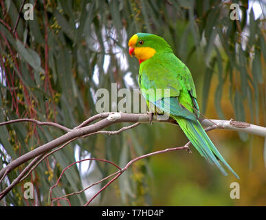 Eine hervorragende Papagei (Polytelis swainsonii), auch als barraband Parrot's bekannt, Barraband, Papagei, oder Grün lauch Papagei in Australien. in subcano gehockt Stockfoto