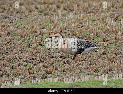 Swan Goose (Anser cygnoides) überwintern in Japan. Stockfoto