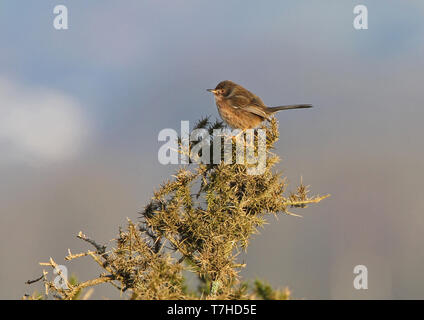 Dartford Warbler (Sylvia undata dartfordiensis) oben auf der Heide in England im Winter thront. Stockfoto