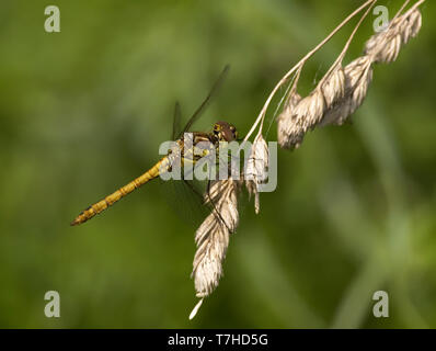 Vagrant, libel Sympetrum vulgatum Stockfoto