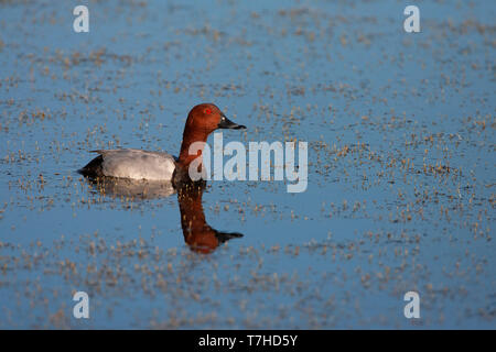 Erwachsene männliche Gemeinsame (pochard Aythya ferina) Schwimmen in einem See bei La Brenne in Frankreich, mit perfekten Reflexion. Stockfoto